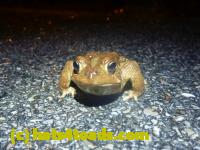 /home//u458753944/public_html/sourcegallery//Roxborough Toad Detour/2014/2014-04-07/P1140895.JPG